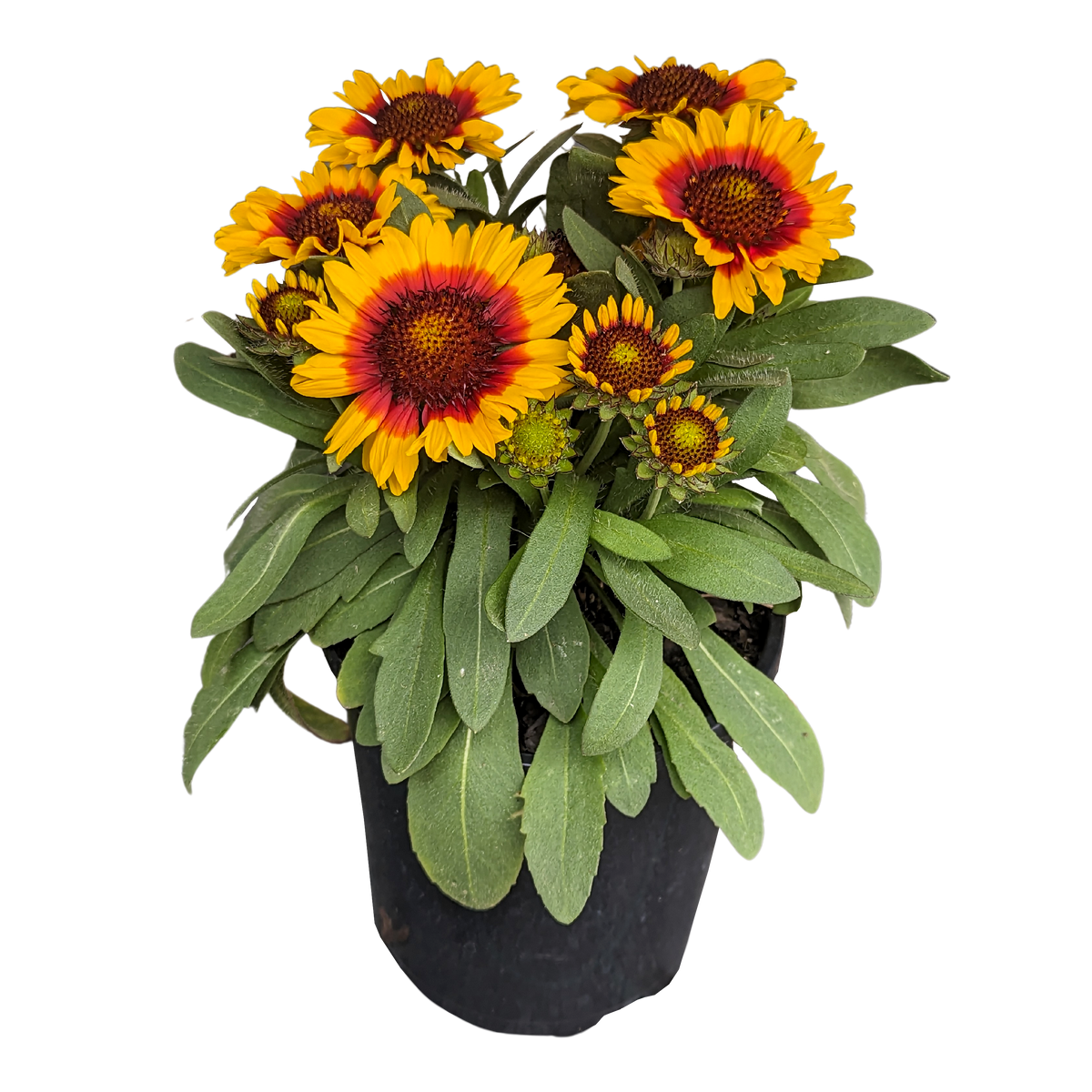 Gaillardia hybrida - Yellow on outside of petals and red in centre