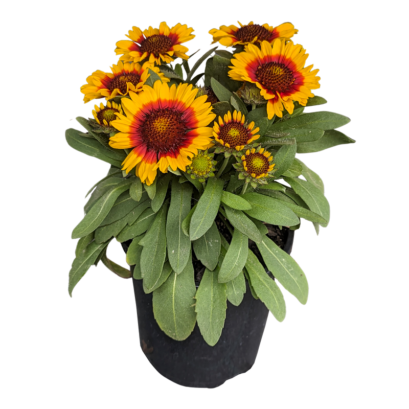 Gaillardia hybrida - Yellow on outside of petals and red in centre