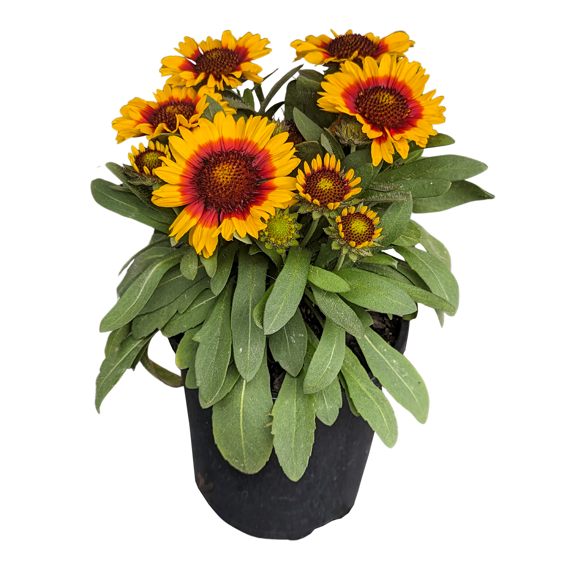 Fuzzy green foliage Gaillardia plant in pot with yellow flowers with red center. 
