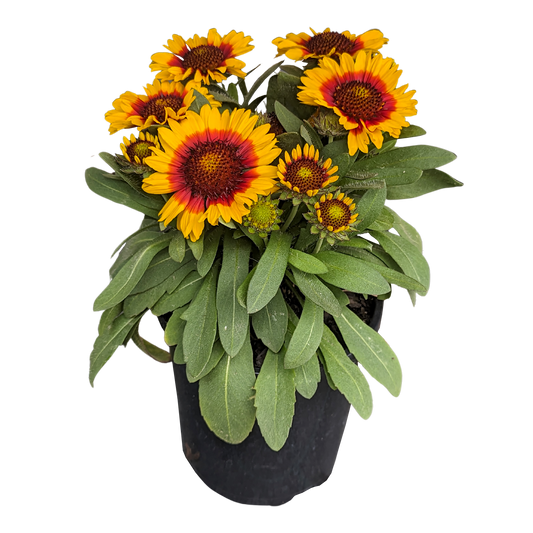 Fuzzy green foliage Gaillardia plant in pot with yellow flowers with red center. 