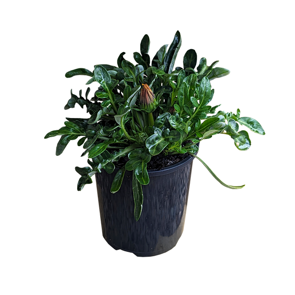 Buy Online Plants Australia Online Plant Shop Our Plant Shop