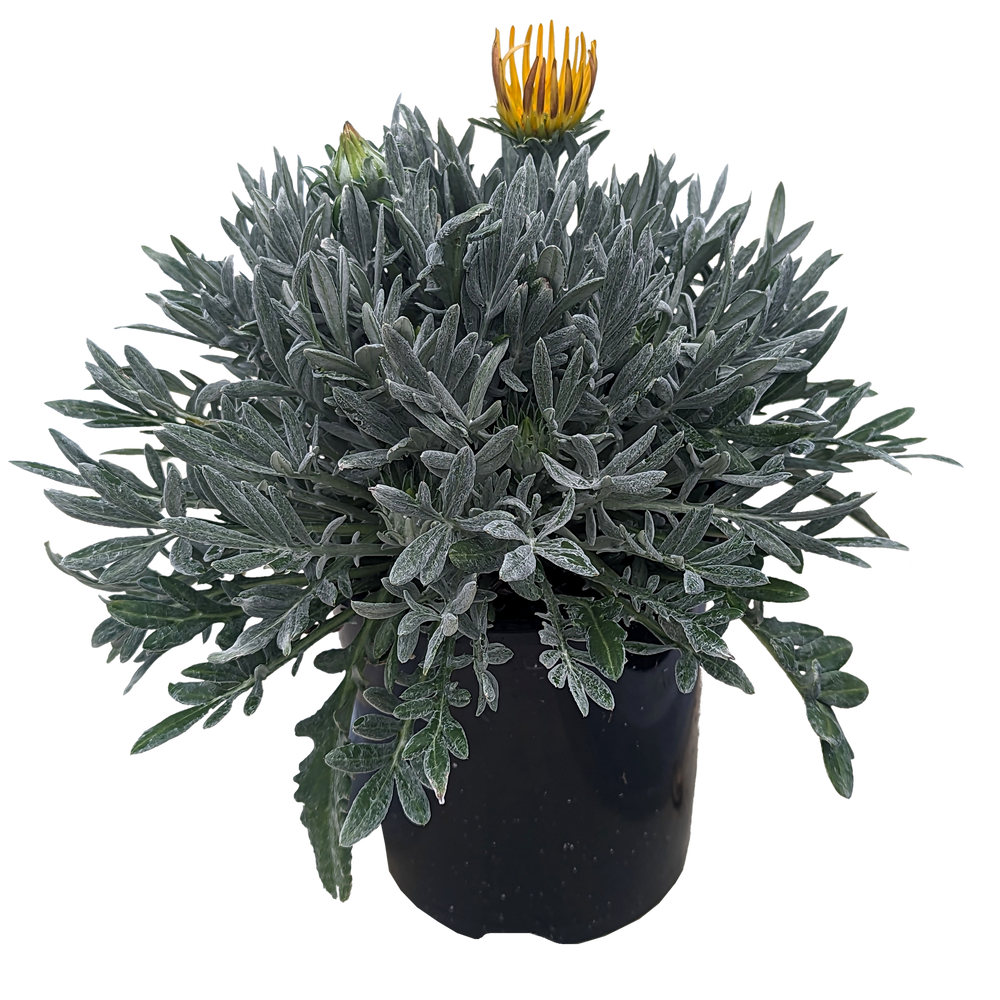 Buy Online Plants Australia Online Plant Shop Our Plant Shop