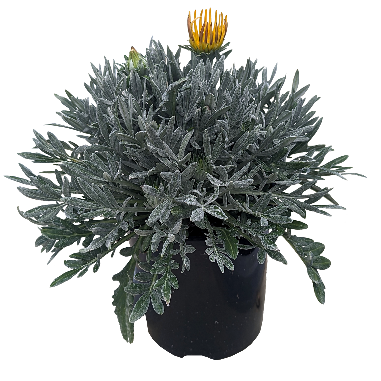 ground cover Gazania plant with fuzzy leathery silver leaves with mixed colour flowers