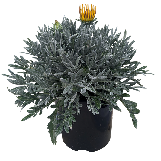 ground cover Gazania plant with fuzzy leathery silver leaves with mixed colour flowers