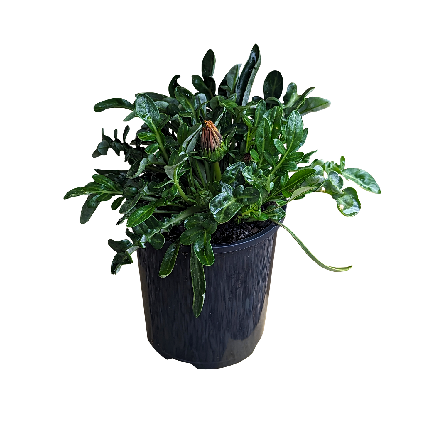 ground cover Gazania plant with glossy leathery green leaves and mixed flowers.