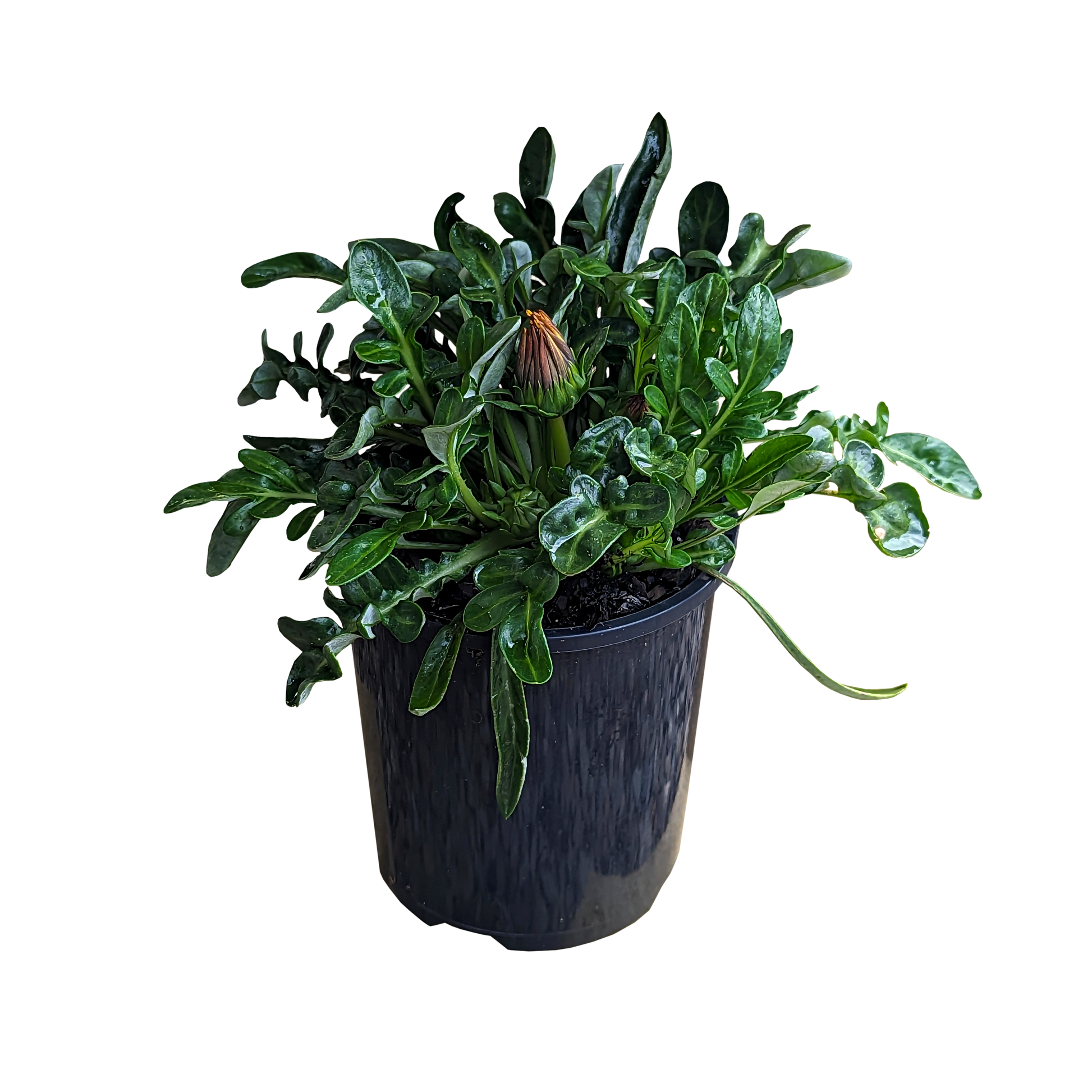 ground cover Gazania plant with glossy leathery green leaves and mixed flowers.