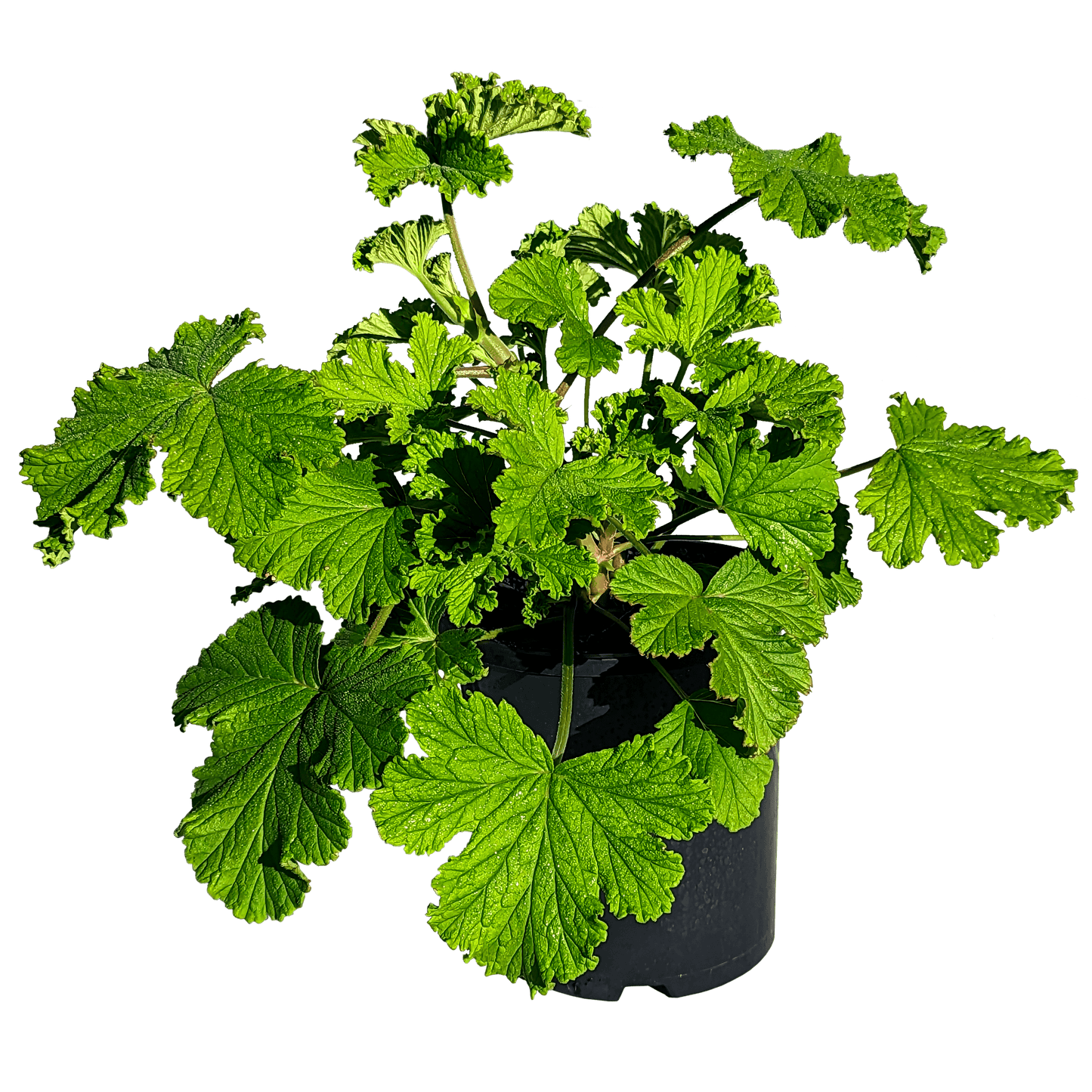 Scented Geranium - Lemon Verbena 140mm