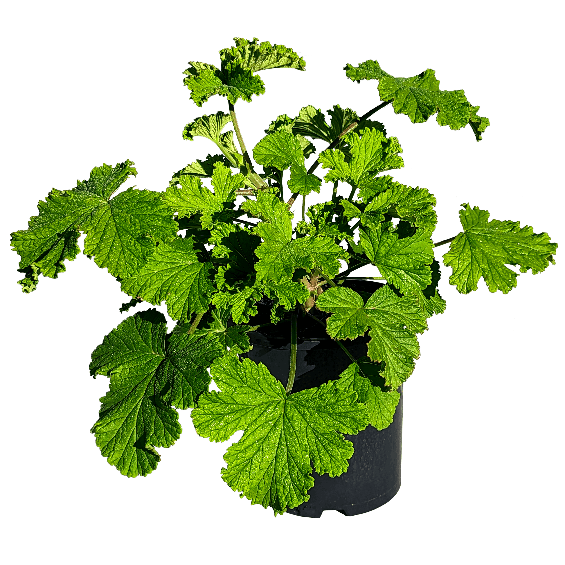 Scented Geranium - Lemon Verbena 140mm