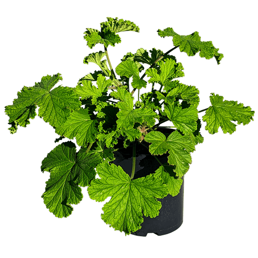 Scented Geranium - Lemon Verbena 140mm