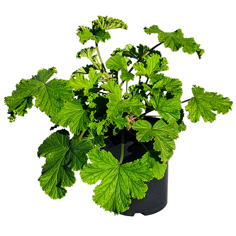 Scented Geranium - Lemon Verbena 140mm