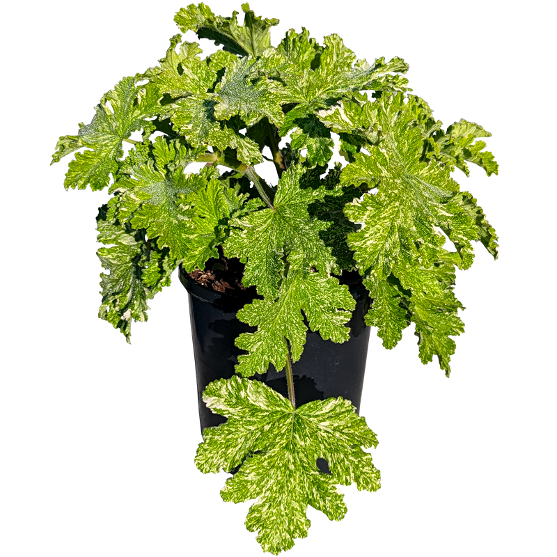 Scented Geranium - Snowflake 140mm