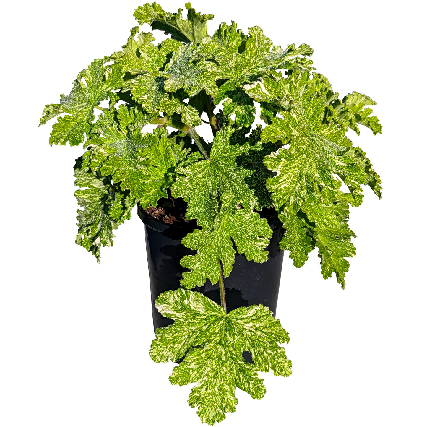 white speckled fuzzy scented geranium 