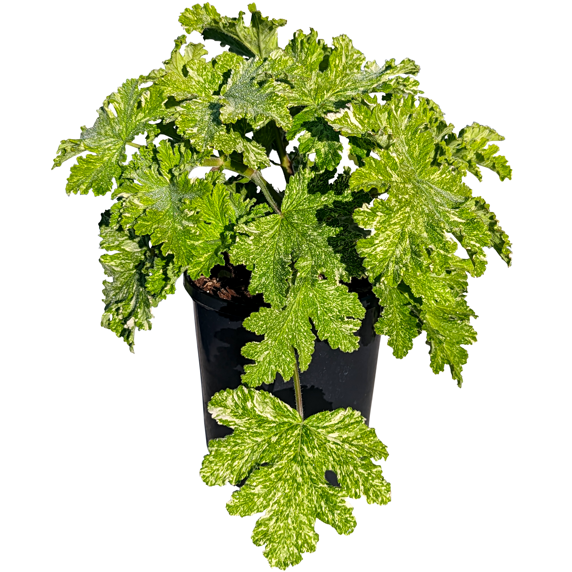 white speckled fuzzy scented geranium 