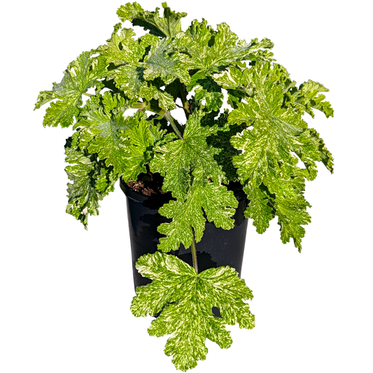 white speckled fuzzy scented geranium 