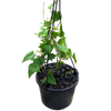 Senecio mikanioides - German Ivy 125mm Green