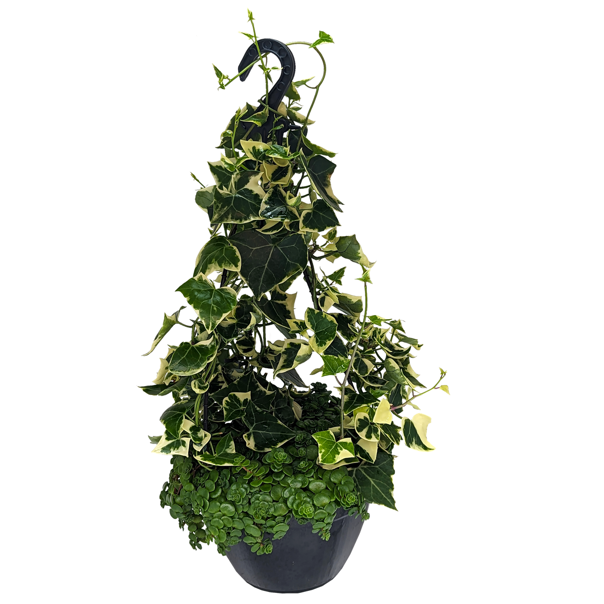 Combination hanging basket of variegated german ivy and sedum green mound.