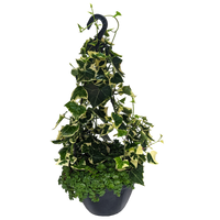 Combination hanging basket of variegated german ivy and sedum green mound.