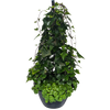 Combination hanging basket of green german ivy and sedum green mound.