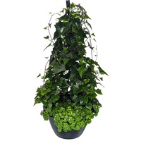 Combination hanging basket of green german ivy and sedum green mound.
