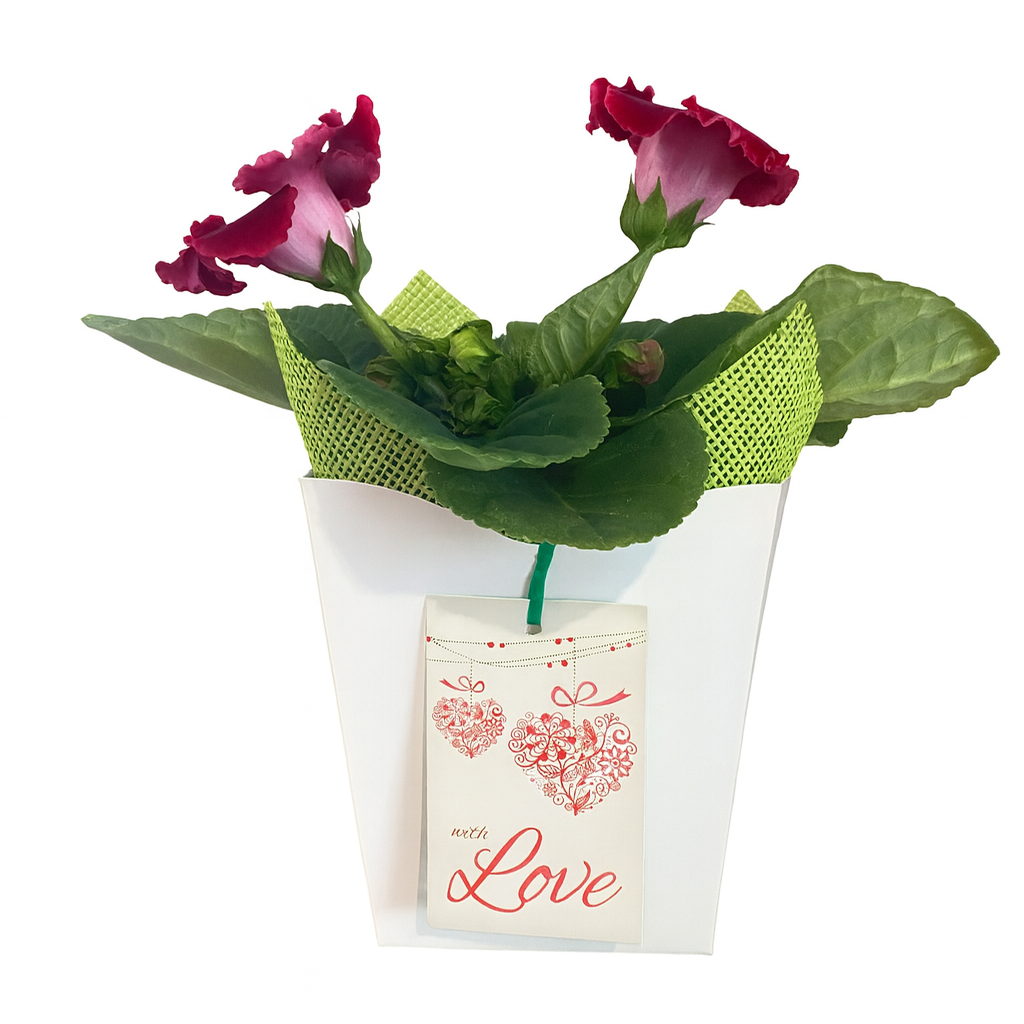 Make It Gifted! Gloxinia