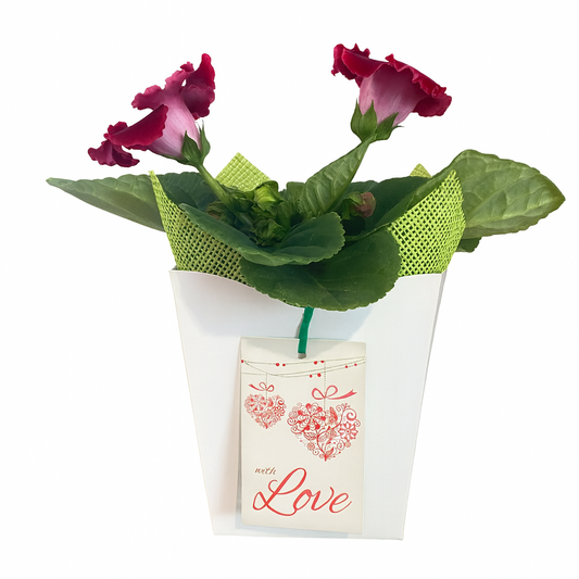 Make It Gifted! Gloxinia