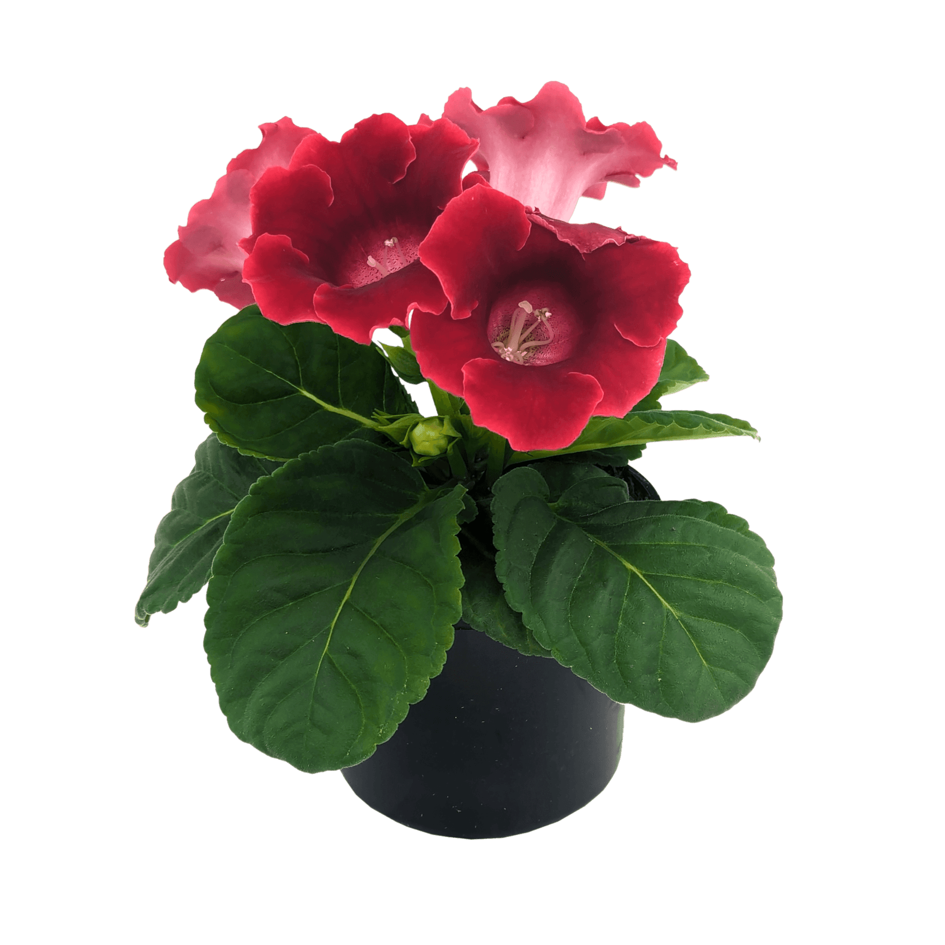 Gloxinia (Sinningia speciosa) 14 Sinningia speciosa - Gloxinia