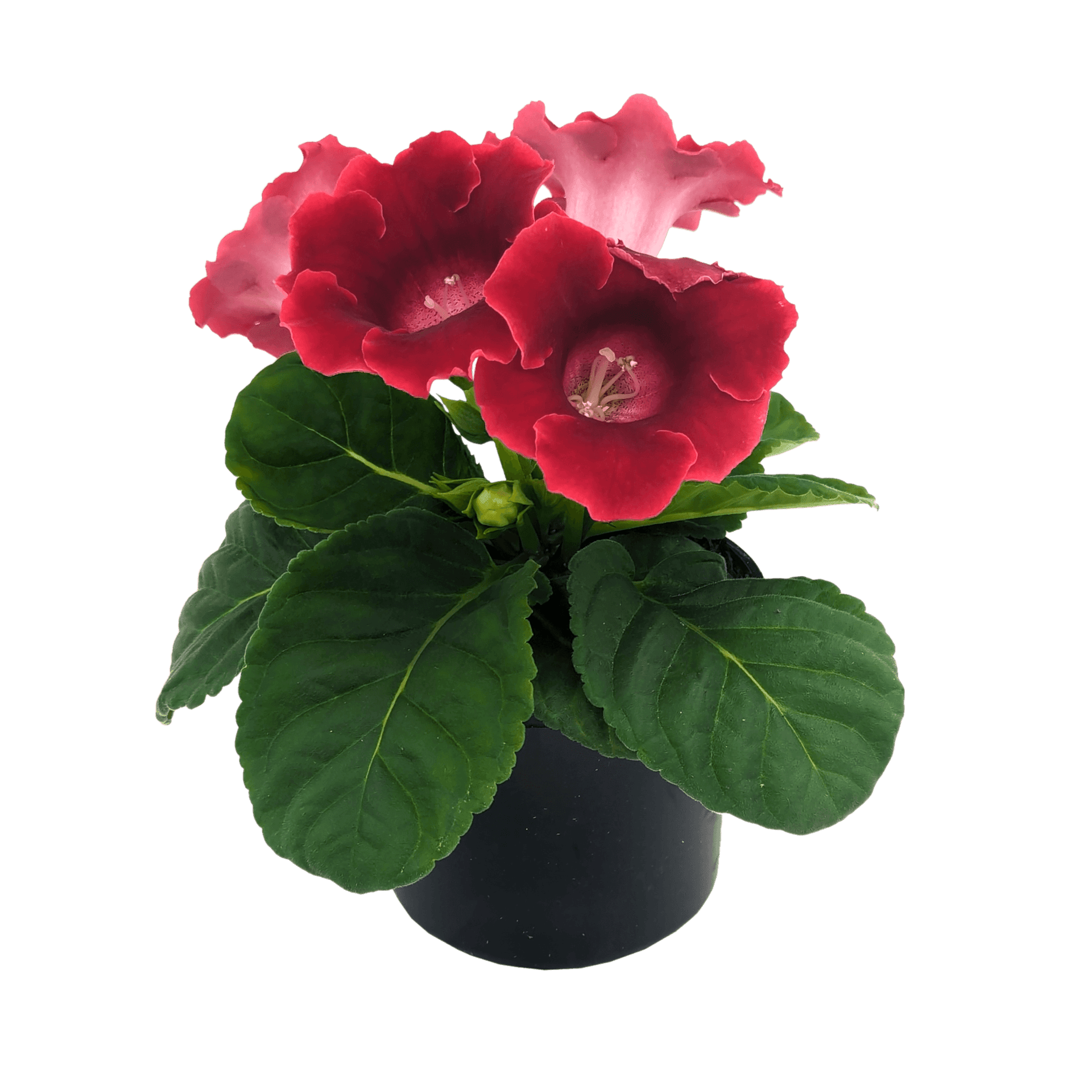 Sinningia speciosa - Gloxinia