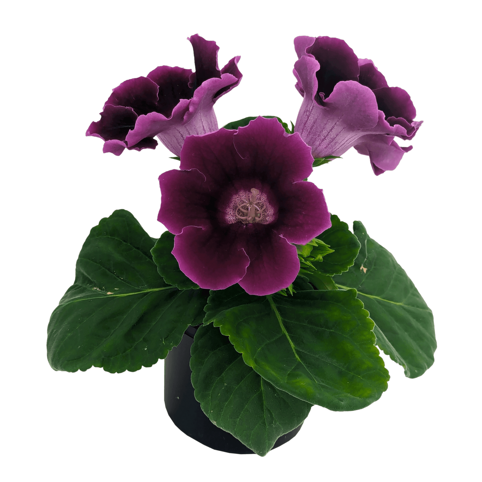 Sinningia speciosa - Gloxinia - Flowering | Our Plant Shop