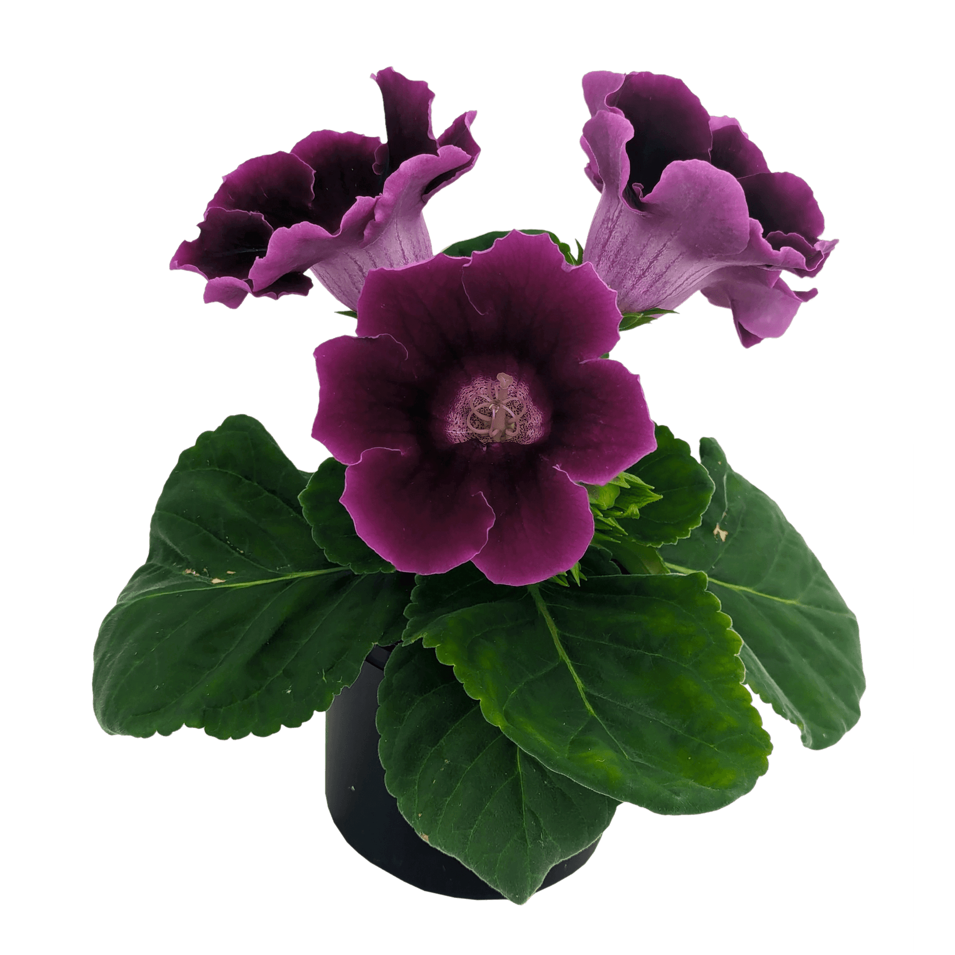 Sinningia speciosa - Gloxinia