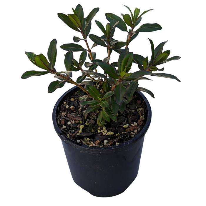Buy Online Plants Australia Online Plant Shop Our Plant Shop