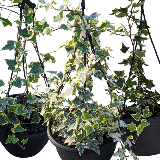 Hedera Ivy Large Bundle