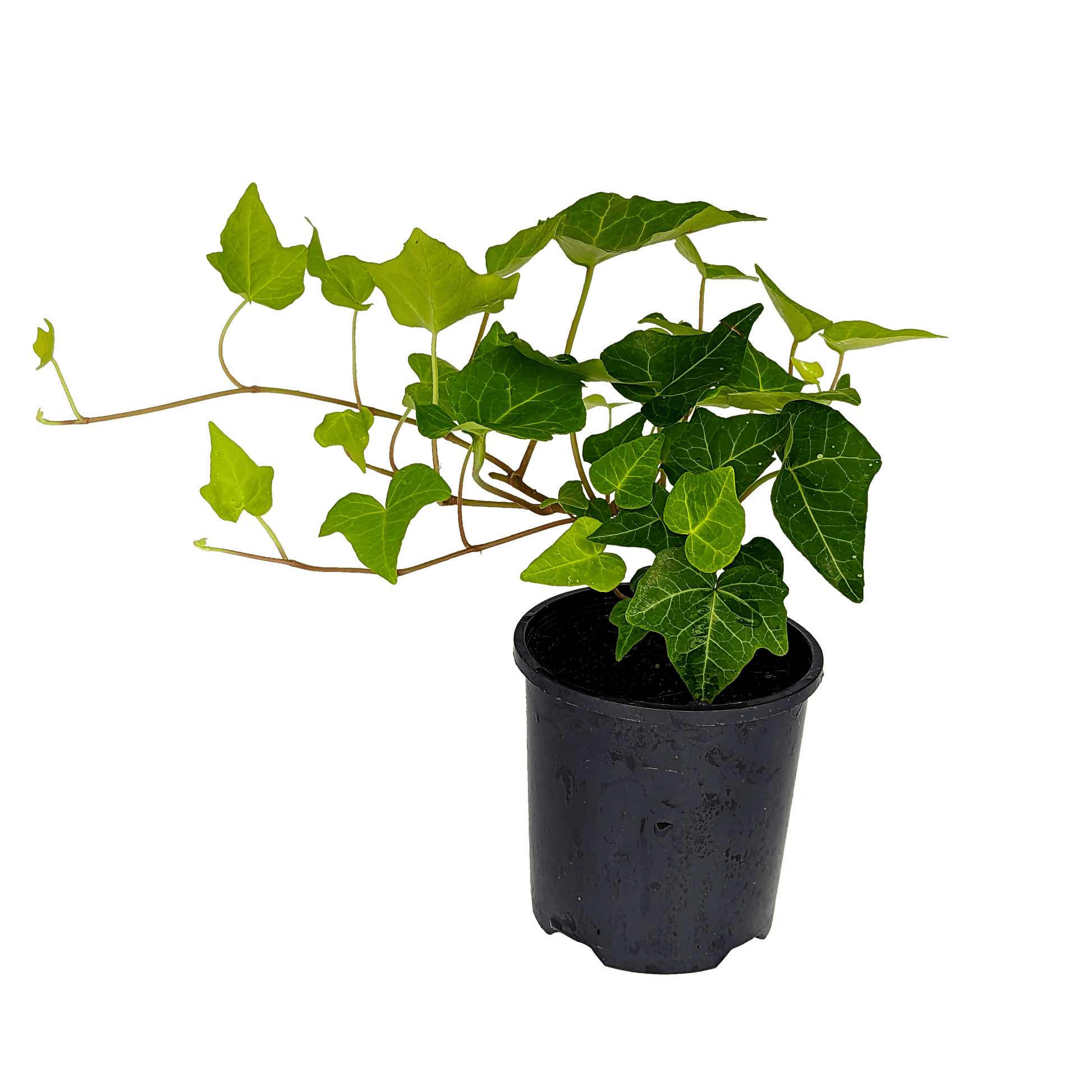 Hedera helix - English Ivy 100mm