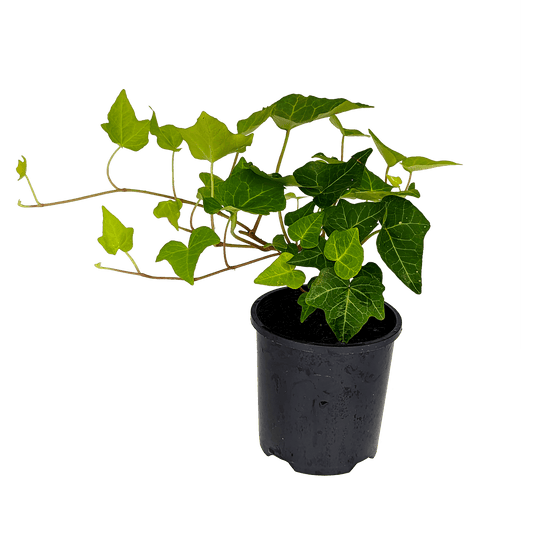 Hedera helix - English Ivy 100mm