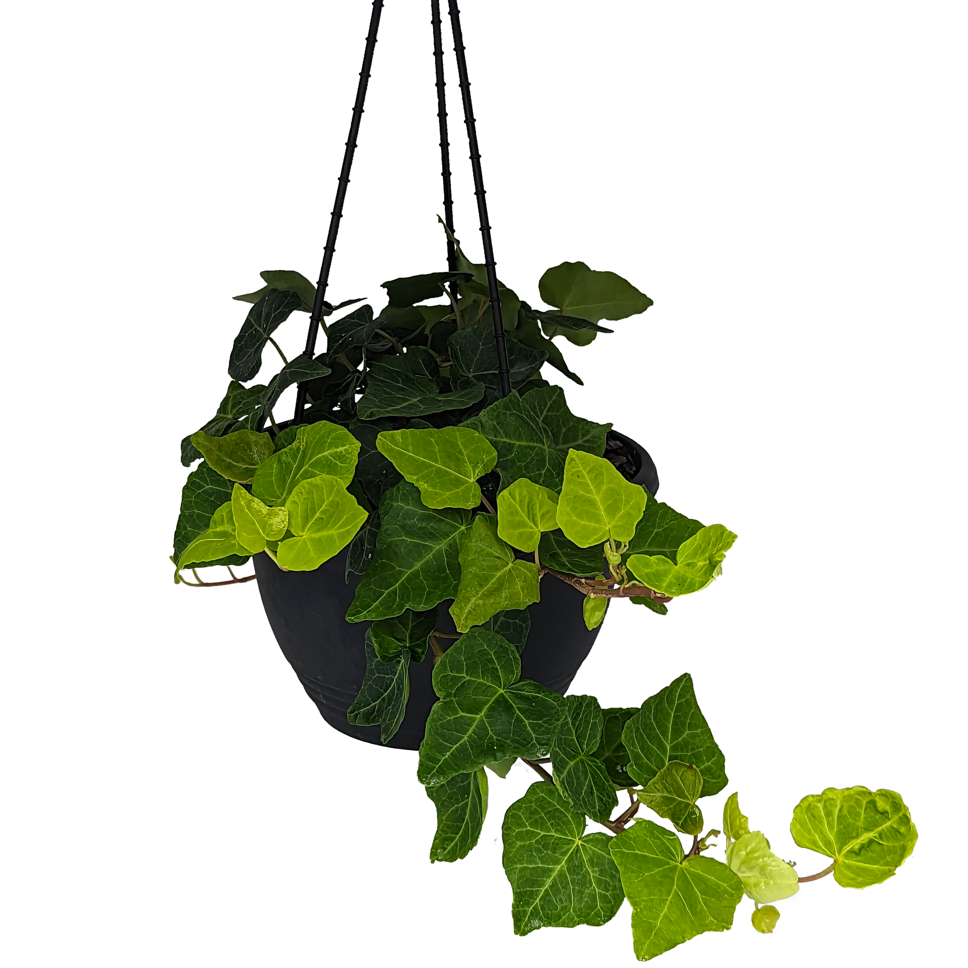 Hedera helix - English Ivy 200mm