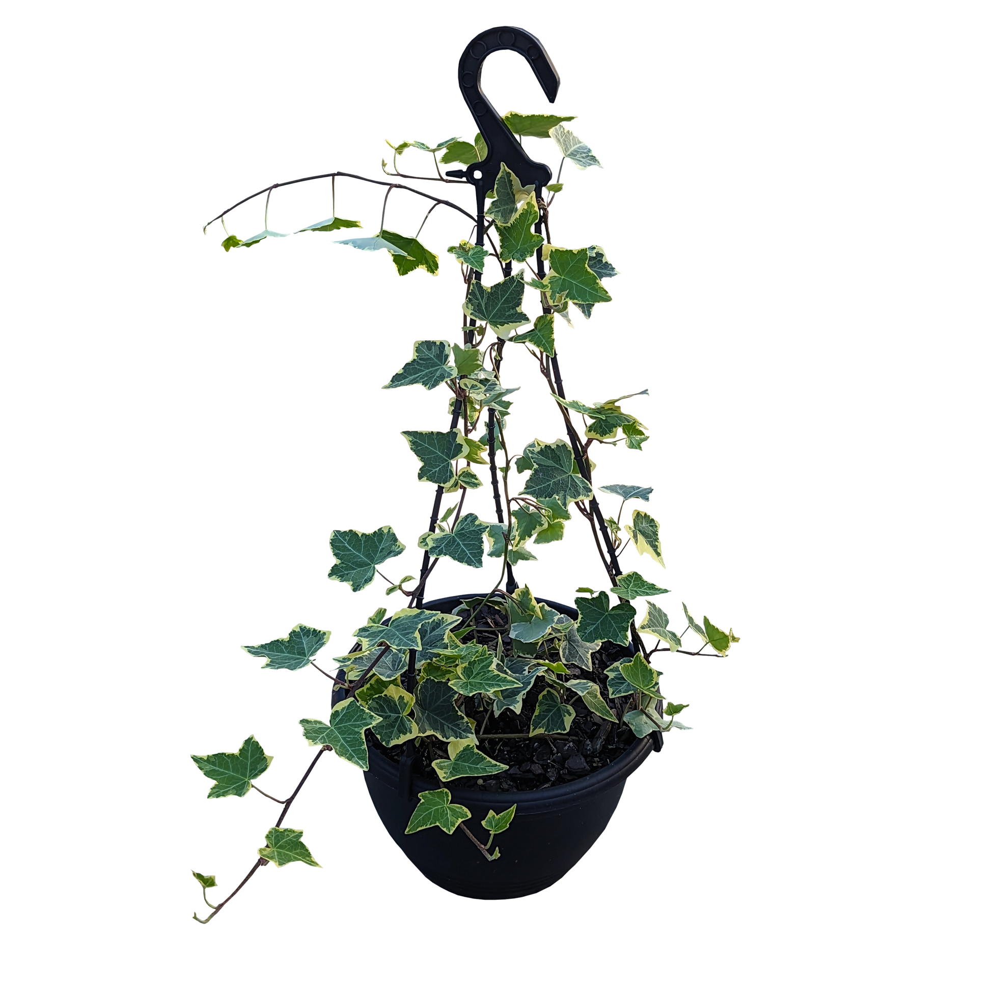 Hedera helix - Goldchild Ivy 200mm