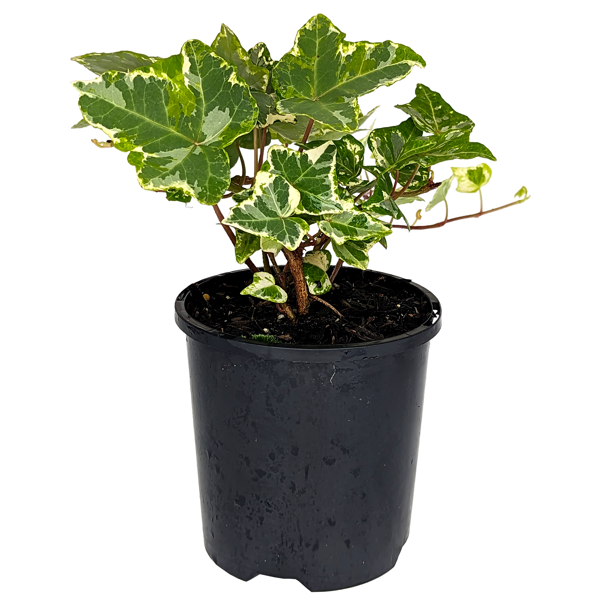 Hedera helix - Minty Ivy 100mm