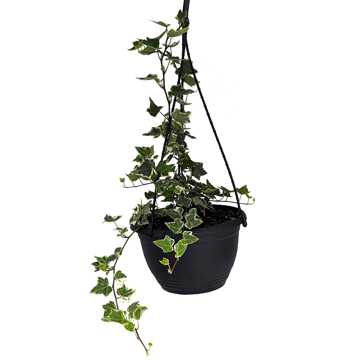 Hedera helix - Minty Ivy 200mm