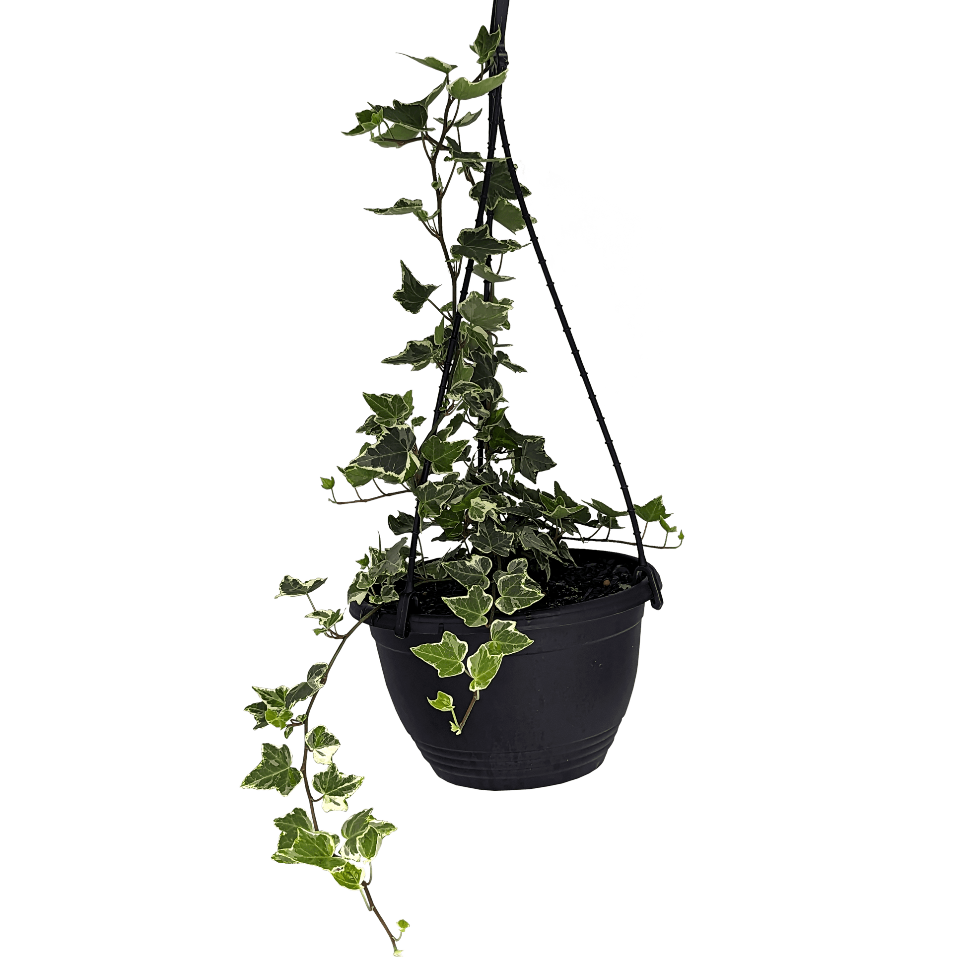 Hedera helix - Minty Ivy 200mm