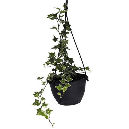 Hedera helix - Minty Ivy 200mm