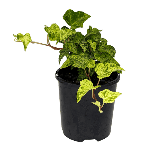 Hedera helix - Stardust Ivy 100mm