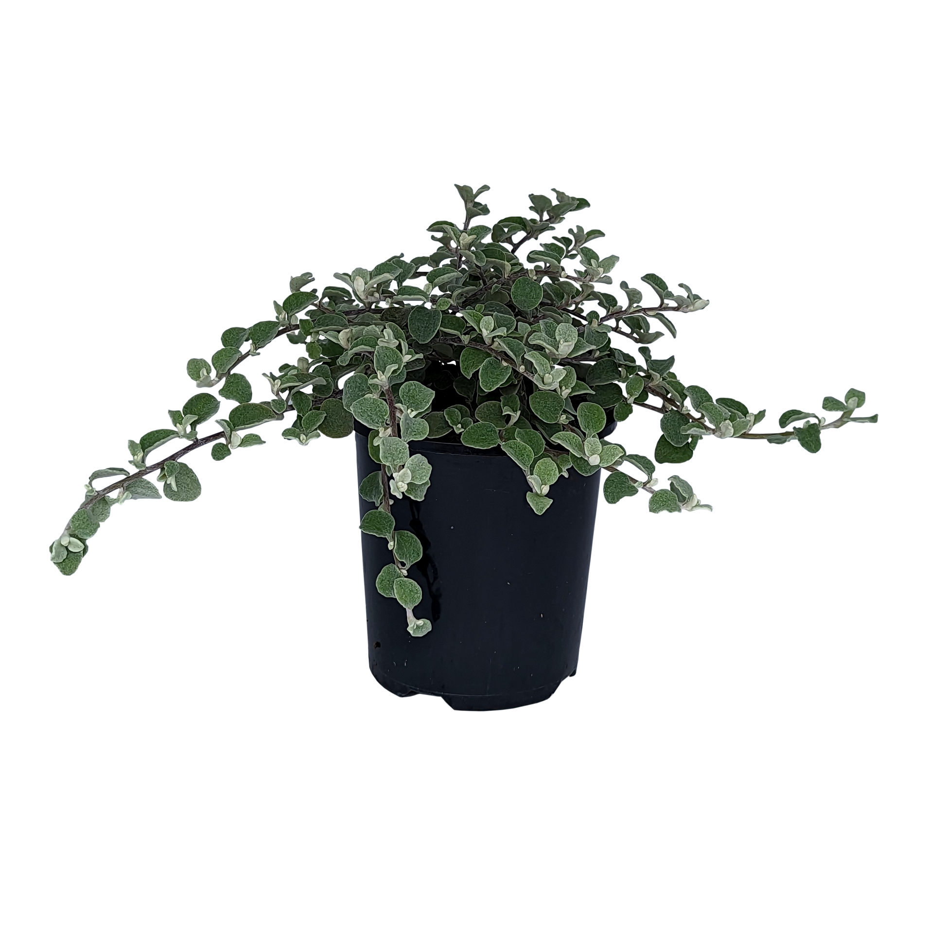 Helichrysum Silver Mist 125mm