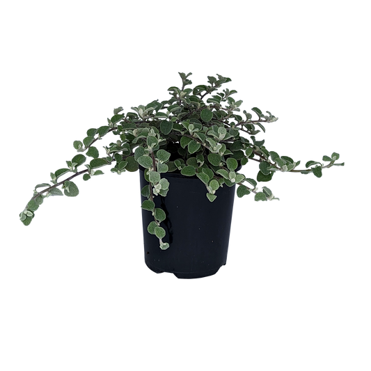 Helichrysum Silver Mist 125mm