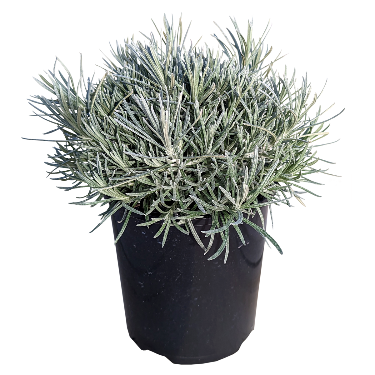 Helichrysum italicum - Curry Bush 125mm