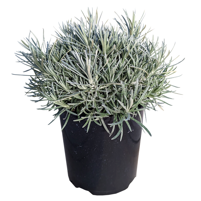 Helichrysum italicum - Curry Bush 125mm