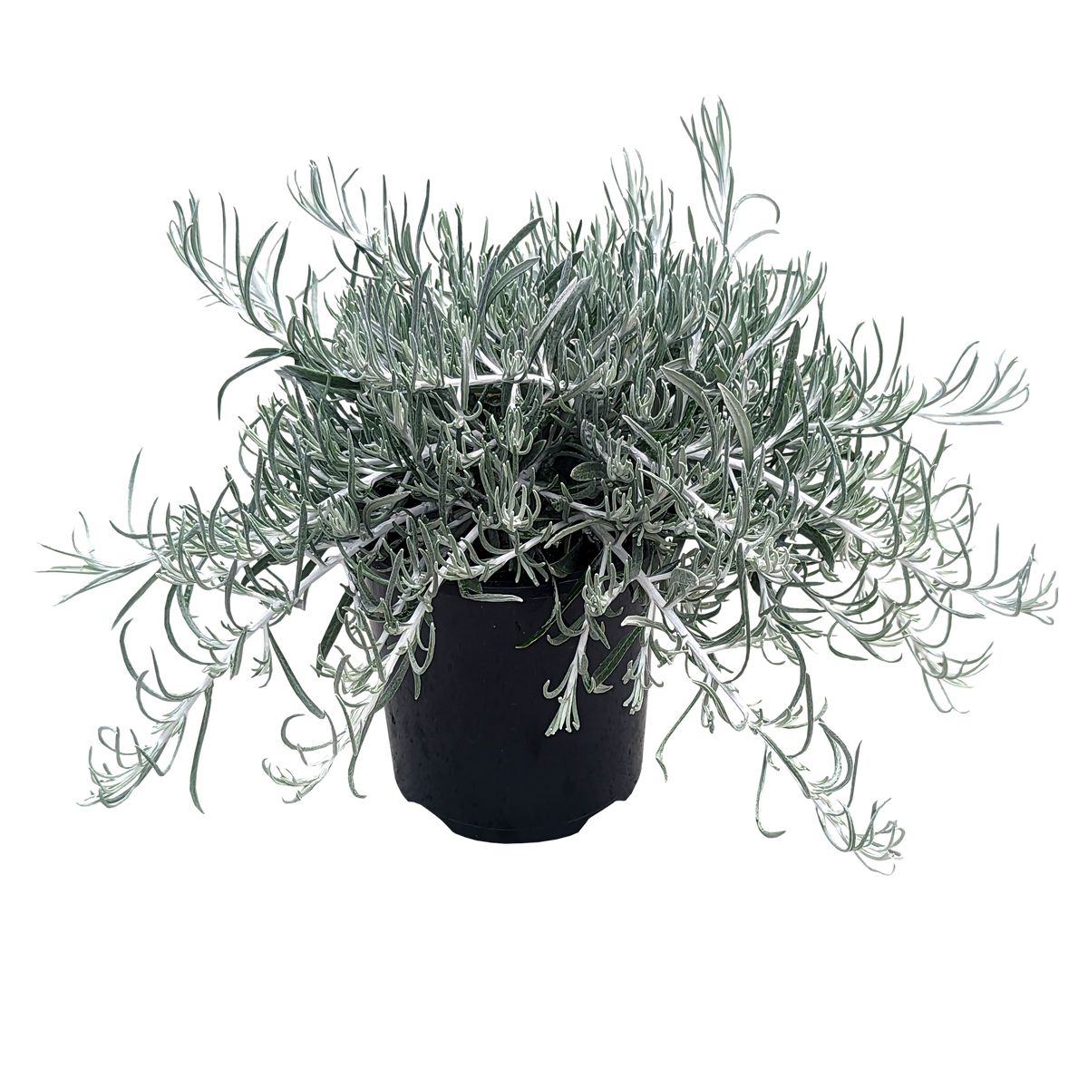 Helichrysum italicum - Silvio Spreading