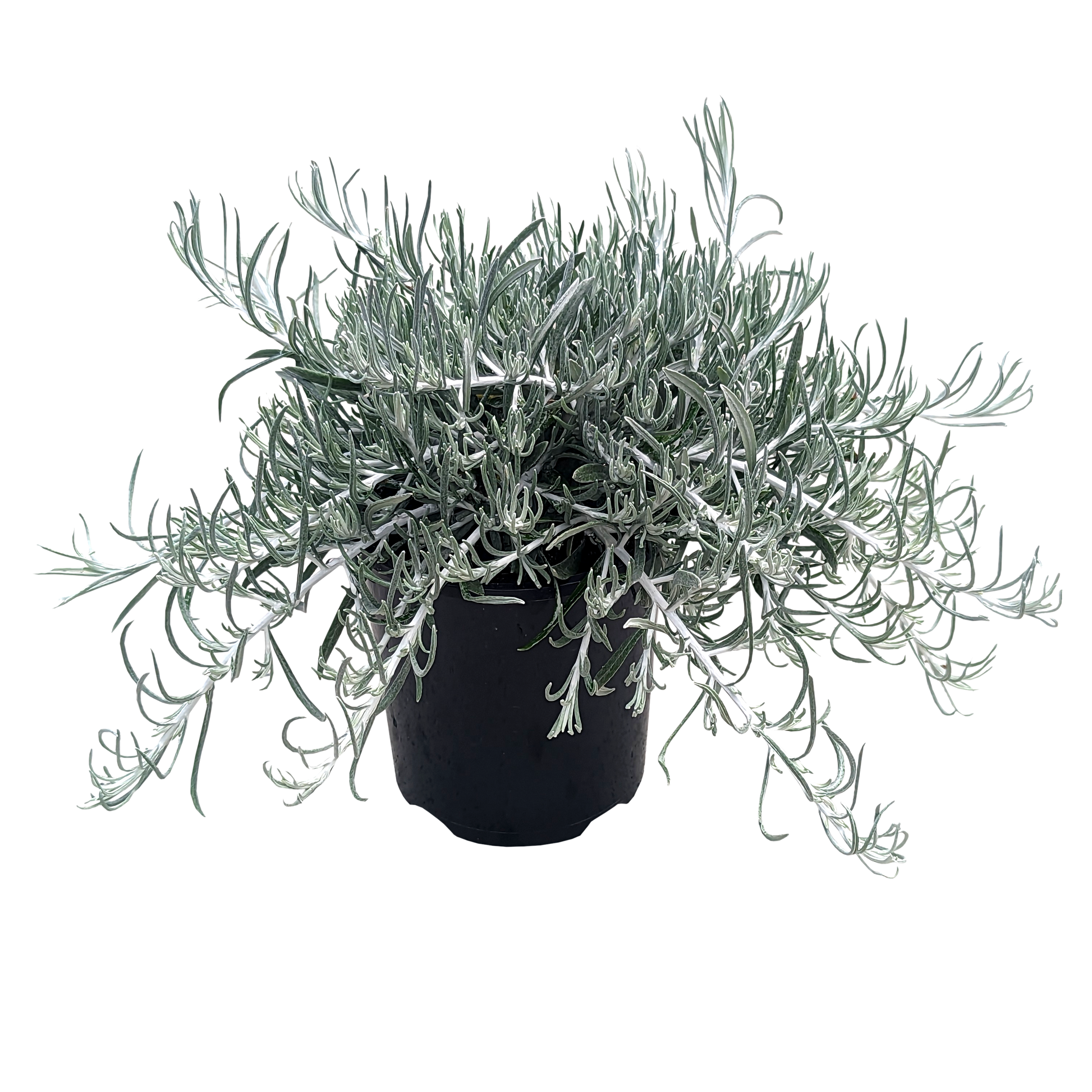 Silver spreading ground cover with thin dusty foliage. 