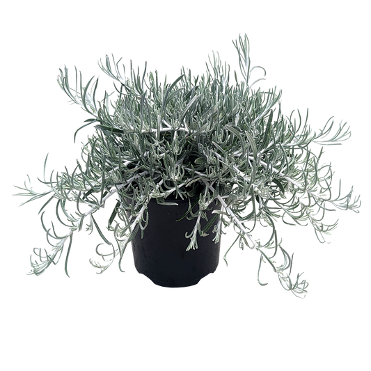 Silver spreading ground cover with thin dusty foliage. 