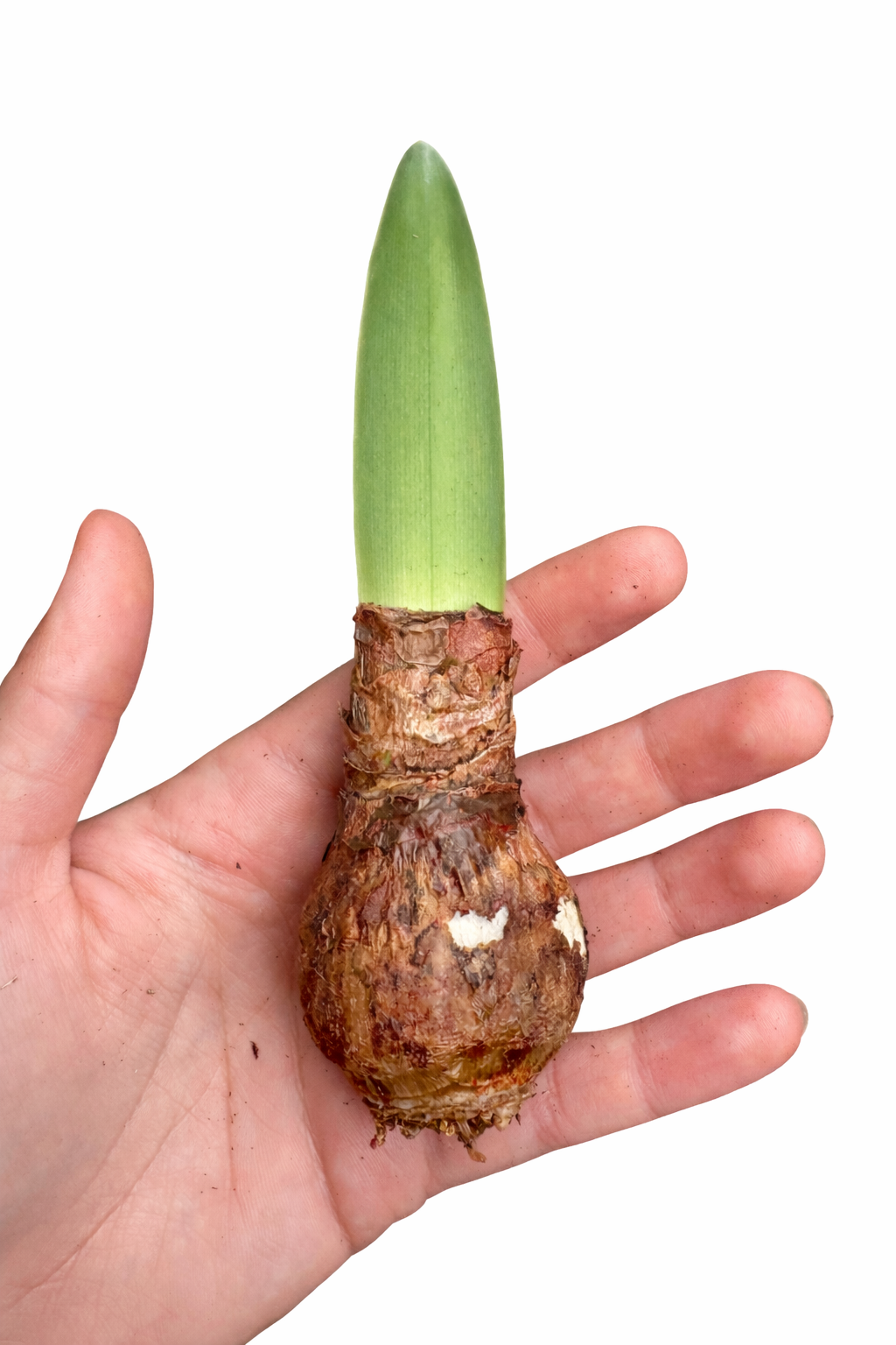 Hippeastrum Medium Bulb in palm for scale