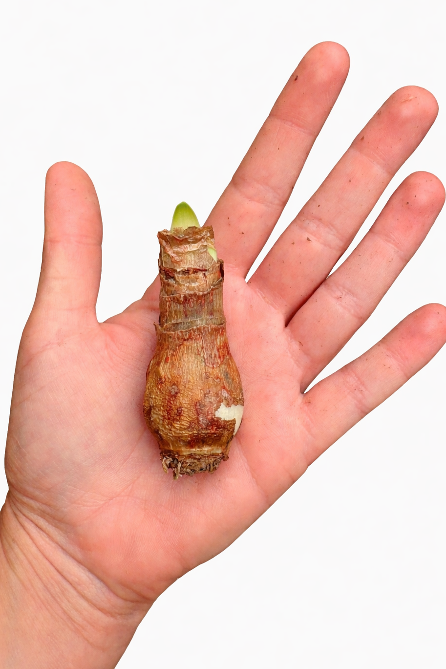 Small Hippeastrum Bulb in palm for scale