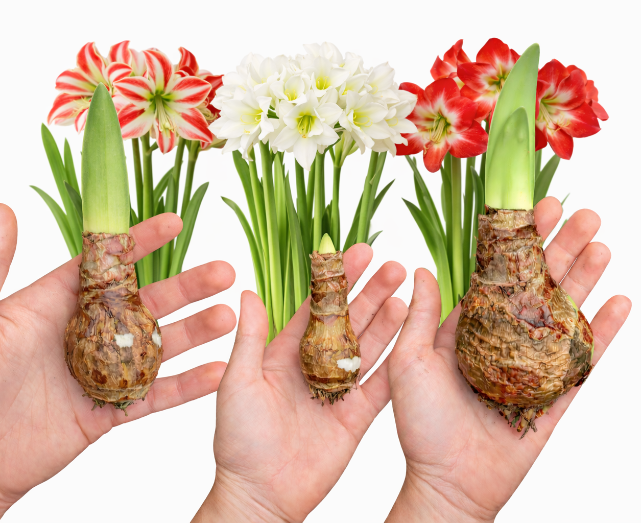 Hippeastrum Bulbs with flowers in background